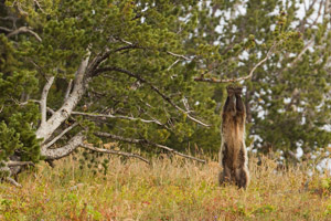 bear